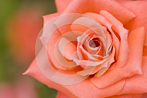 Beautiful pink rose close up shoot