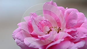 The beautiful pink rose closeup