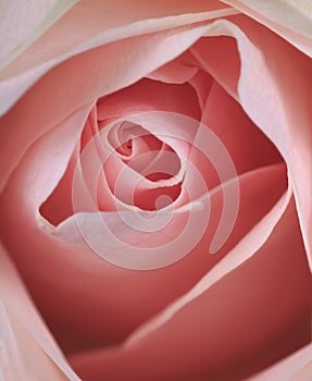 Beautiful pink rose closeup