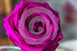 Beautiful pink rose with dew drops on the petals.