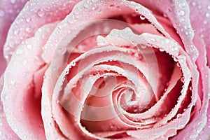 Beautiful pink rose In drops of dew close-up macro.