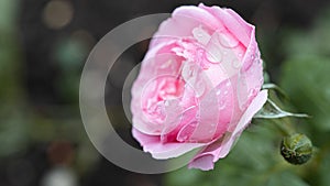 Beautiful pink rose with drops after rain in the garden.