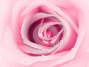 Beautiful pink rose flower