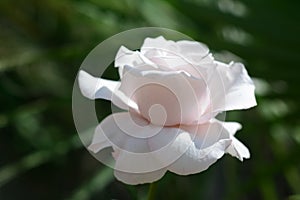 Beautiful pink rose flower blooming outdoors, closeup