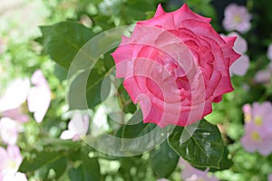 Beautiful pink rose flower blooming outdoors, closeup. Space for text