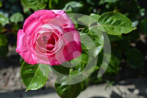 Beautiful pink rose flower blooming outdoors, closeup. Space for text