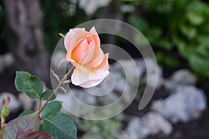 Beautiful pink rose flower blooming outdoors, closeup. Space for text