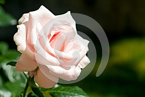 Beautiful pink rose flower blooming outdoors, closeup. Space for text