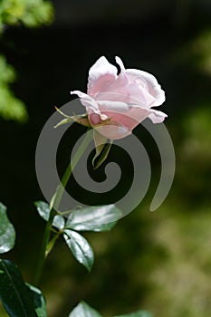 Beautiful pink rose flower blooming outdoors on sunny day, closeup