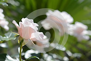 Beautiful pink rose flower blooming outdoors on sunny day, closeup. Space for text