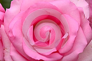 Beautiful pink rose flower blossom, concept image of sexual orgasm