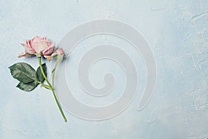 Beautiful pink rose flower on blue pastel color background