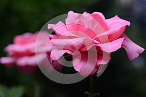 Beautiful pink rose flower on blurred background, closeup