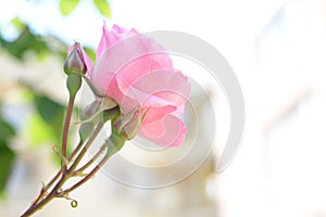Beautiful pink rose flower with buds blooming outdoors, closeup. Space for text