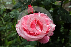 Beautiful pink rose flower with dew drops in garden