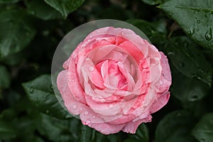 Beautiful pink rose flower with dew drops in garden, above view