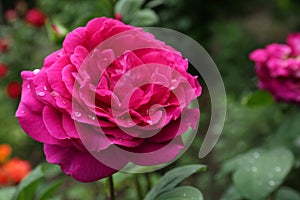 Beautiful pink rose flower with dew drops in garden, closeup