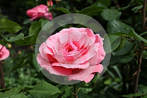 Beautiful pink rose flower with dew drops in garden, closeup