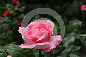 Beautiful pink rose flower with dew drops in garden, closeup