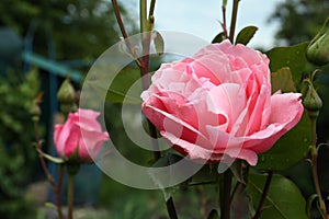 Beautiful pink rose flower with dew drops in garden, closeup. Space for text