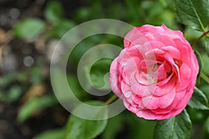 Beautiful pink rose flower with dew drops in garden, top view