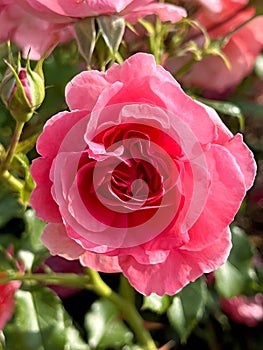 Beautiful pink rose in a flower garden