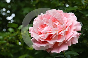 Beautiful pink rose flower in garden, closeup