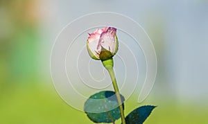 Beautiful pink rose flower isolated against the soft colorful bokeh background, dewdrops on the flower petals. Copy space for