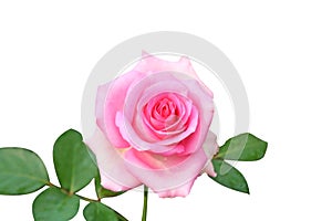Beautiful pink rose flower isolated on white background