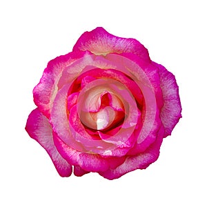 Beautiful Pink Rose Flower Isolated On White Background