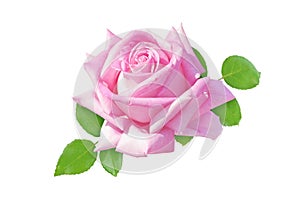 Beautiful pink rose flower and leaves isolated on white. Transparent png additional format