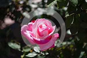 beautiful pink rose flower with petals, rosarium