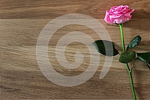 Beautiful pink rose flower with on rustic wood background.