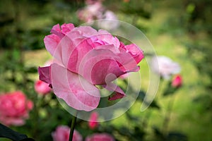 Beautiful Pink Rose Flower Smiling in the Garden