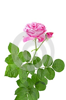 Beautiful pink rose flower on stalk with green leaves isolated on white background