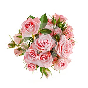 Beautiful pink rose flowers arrangement isolated on white background