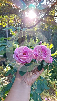 Beautiful pink rose flowers blooming