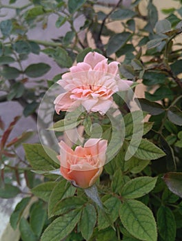 Beautiful pink rose flowers blooming in branch of green leaves plant growing in garden outdoors, nature photography