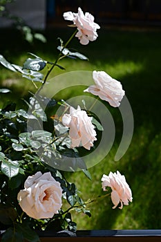 Beautiful pink rose flowers blooming in garden