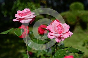 Beautiful pink rose flowers blooming in park