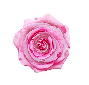 Beautiful pink rose flowers blooming with water drops patterns isolated on white background , wet top view clipping path