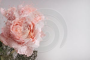 Beautiful pink rose flowers through the glass with waterdrops background copyspace