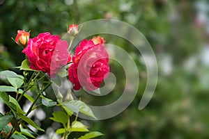Beautiful pink rose flowers in summer garden photo