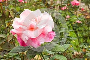 Beautiful pink rose in a garden