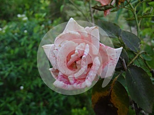 Pink rose in garden in daylight with green selective background