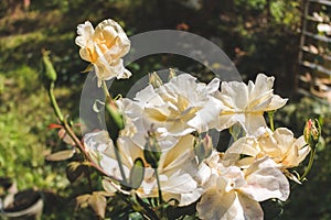 Beautiful rose in a garden. Color - cream. Shot against other roses in the yard.