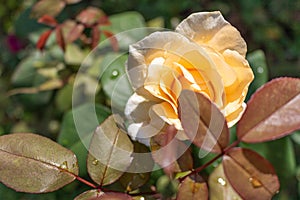 Beautiful rose in a garden. Color - cream. Shot against other roses in the yard.