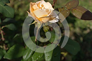 Beautiful rose in a garden. Color - cream. Shot against other roses in the yard.