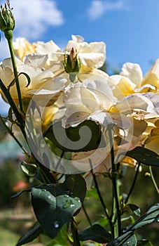 Beautiful rose in a garden. Color - cream. Shot against other roses in the yard.