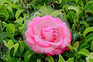 Beautiful pink rose in a garden